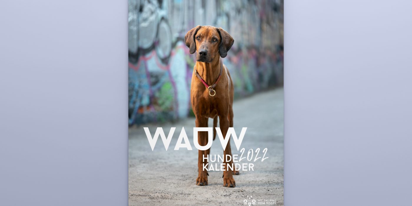 Wie das Ding vom Vogel Hundefotokalender 2022, urbane Hundefotografie, 13 Fellnasen versüßen dir 2022
